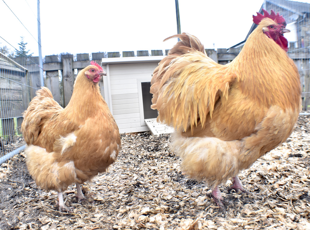 Chickens on the Farm