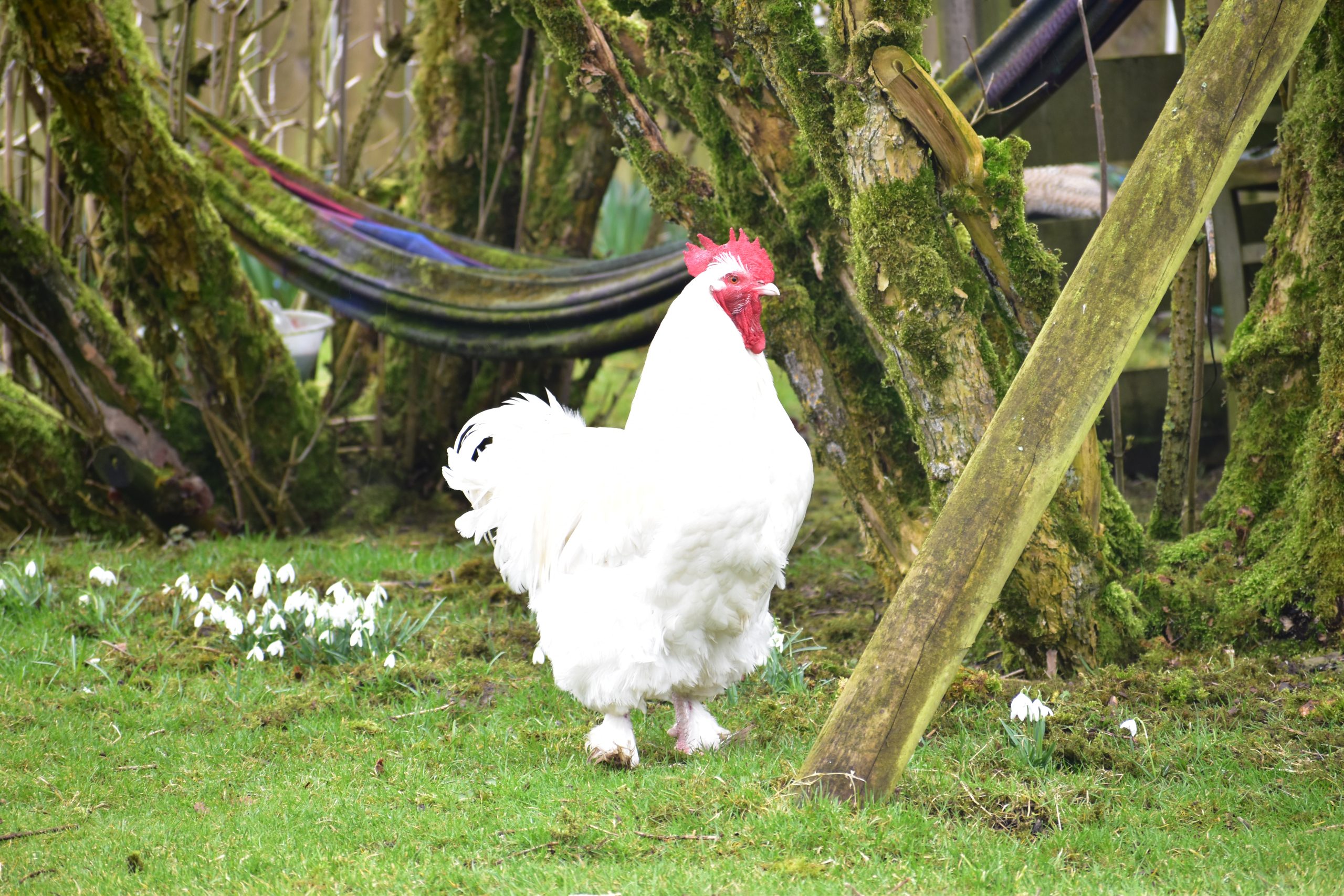 Colin’s Hen, or Le Lanlire
