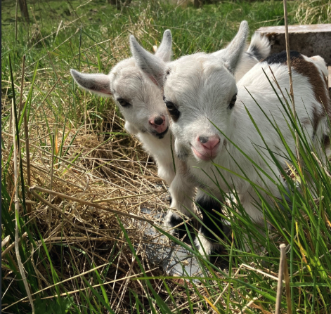 Goats on a small Somme farm