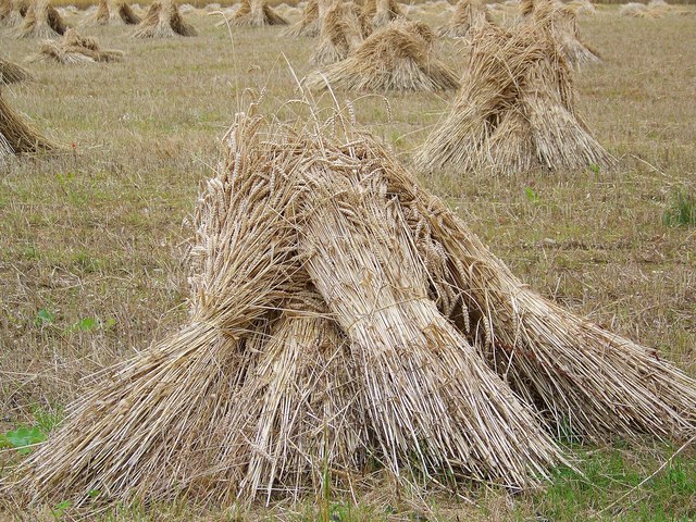 Stooks of wheat